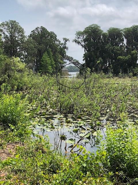 A view of a lake through dense marsh vegetation and trees — CARVER, NEW PORT RICHEY, FL