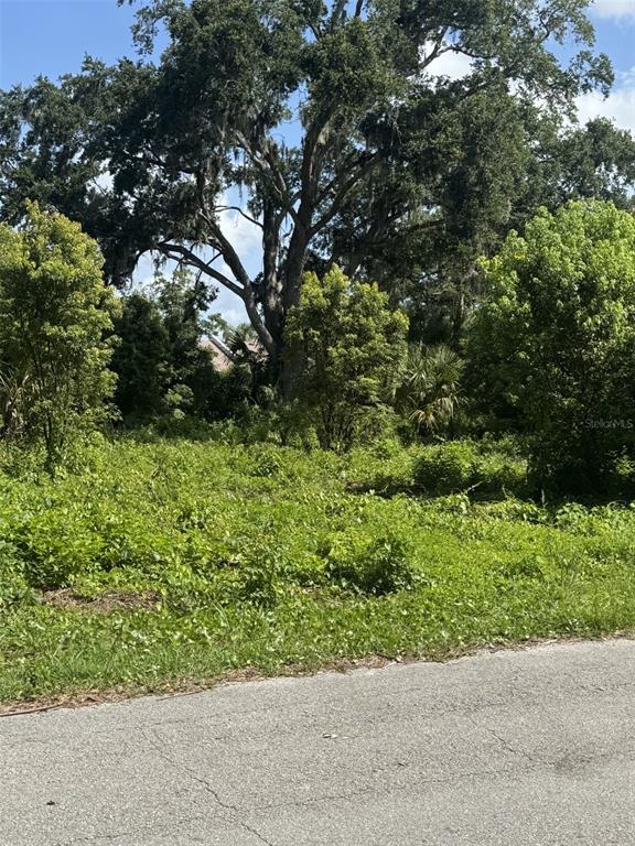 A vacant, overgrown lot features a large oak tree and dense vegetation under a blue sky — PAIGE AVENUE, NEW SMYRNA BEACH, FL