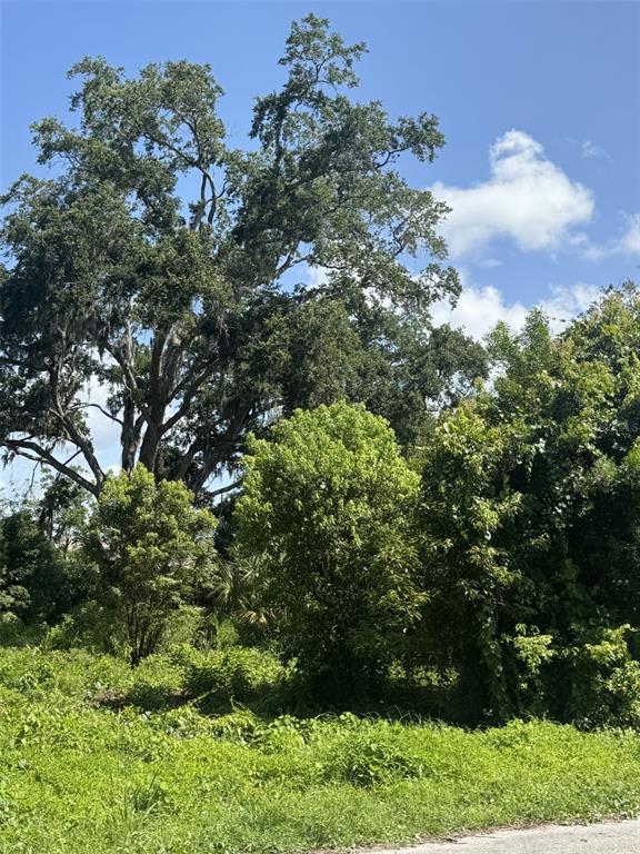 A large oak tree towers over a grassy, overgrown lot with dense surrounding vegetation — PAIGE AVENUE, NEW SMYRNA BEACH, FL