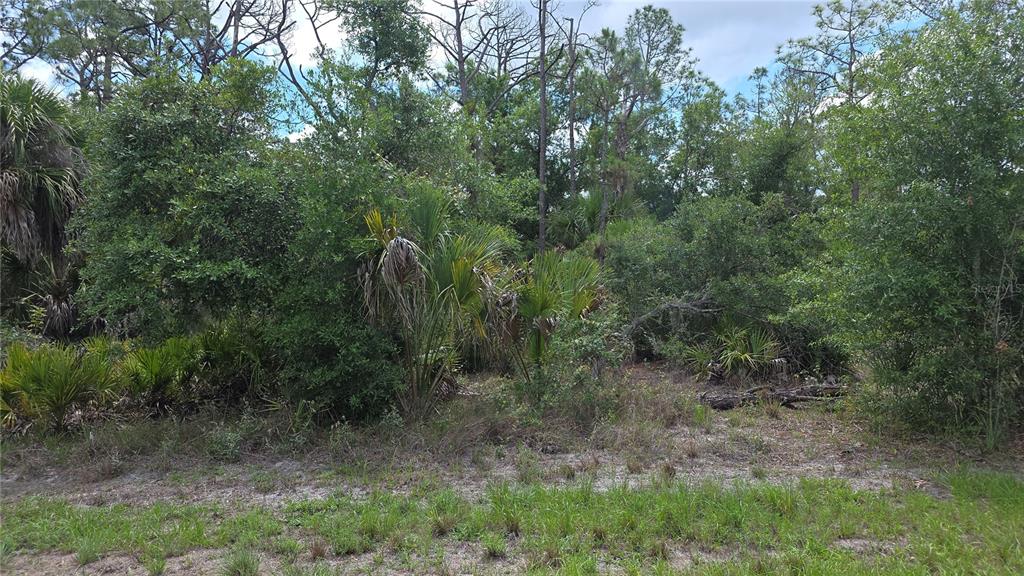 A wooded, undeveloped lot features dense vegetation, saw palmettos, and tall pine trees — 1064 BORDER STREET, PORT CHARLOTTE, FL
