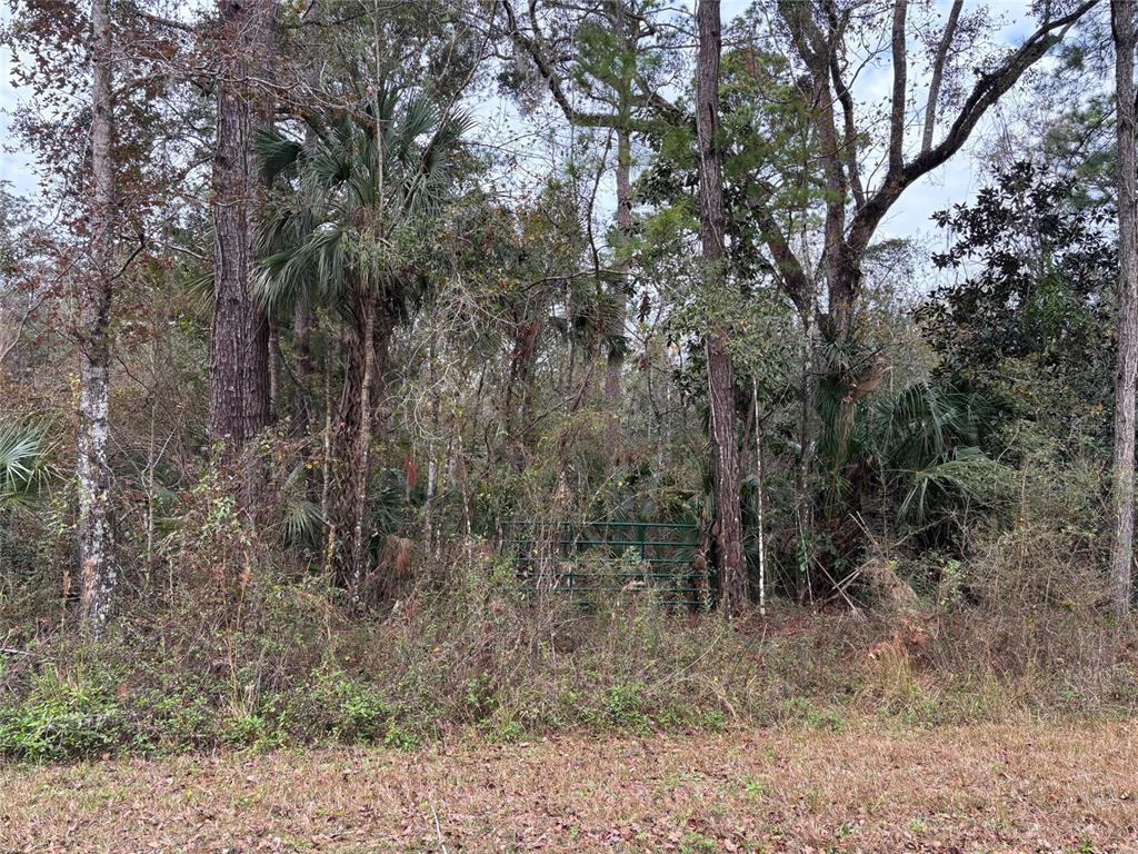 A green metal gate is partially obscured by dense trees and brush in a wooded area — Lot 3 CAROLINA DOVE ROAD, WEEKI WACHEE, FL