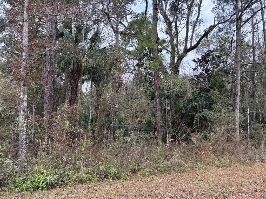 A green metal gate is partially obscured by dense trees and brush in a wooded area — Lot 3 CAROLINA DOVE ROAD, WEEKI WACHEE, FL