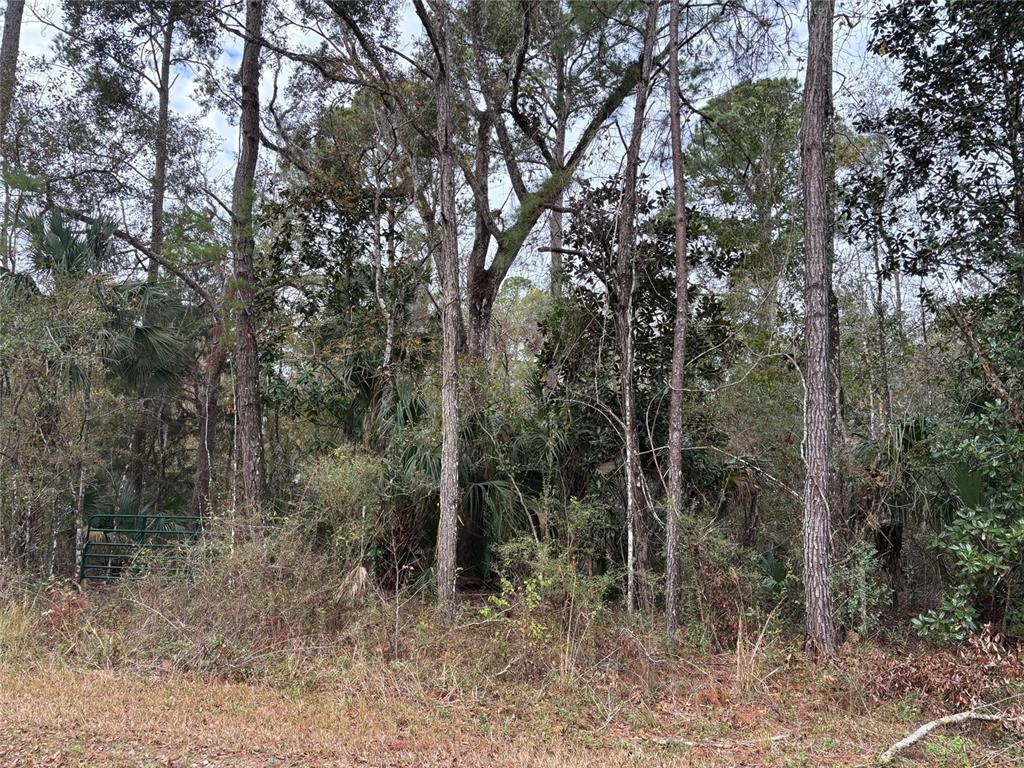 A wooded lot features tall pine trees, dense undergrowth, and a green metal gate — Lot 3 CAROLINA DOVE ROAD, WEEKI WACHEE, FL