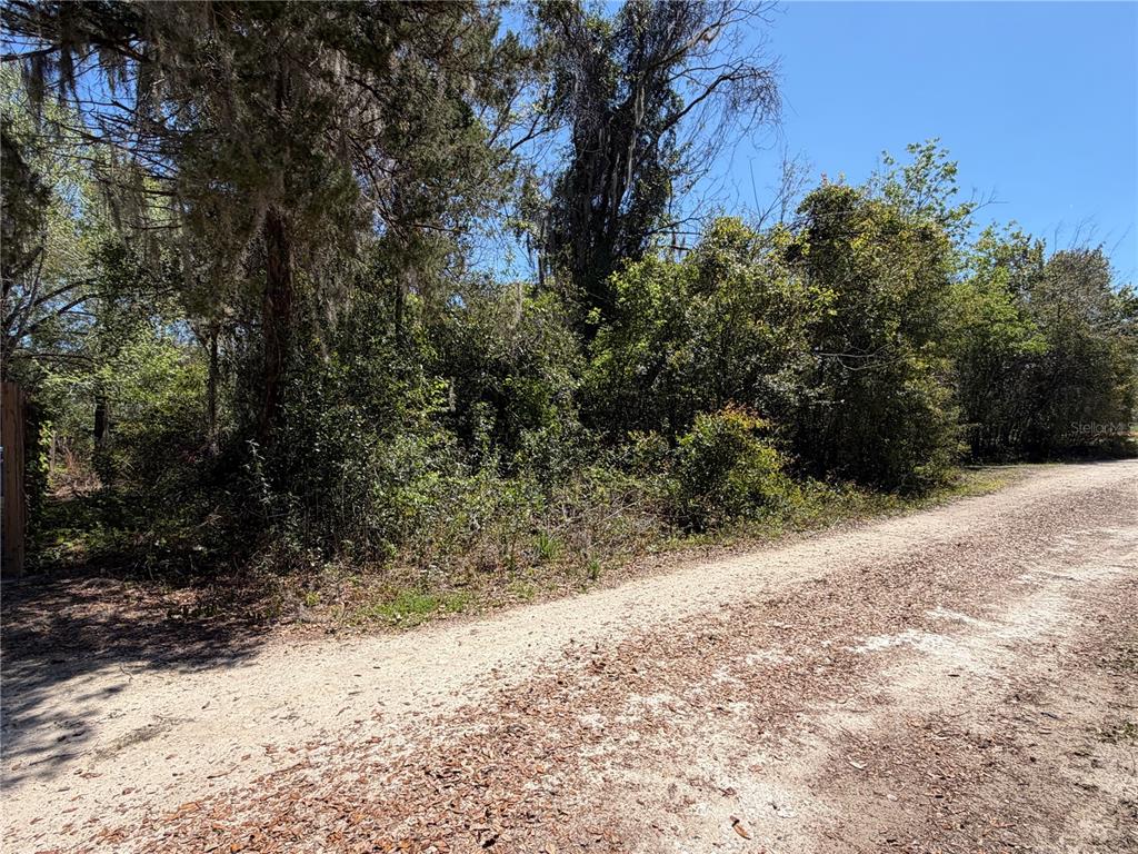 A dirt road runs alongside a dense, wooded lot with mature trees and thick underbrush — 300blk NW 245TH TERRACE, NEWBERRY, FL