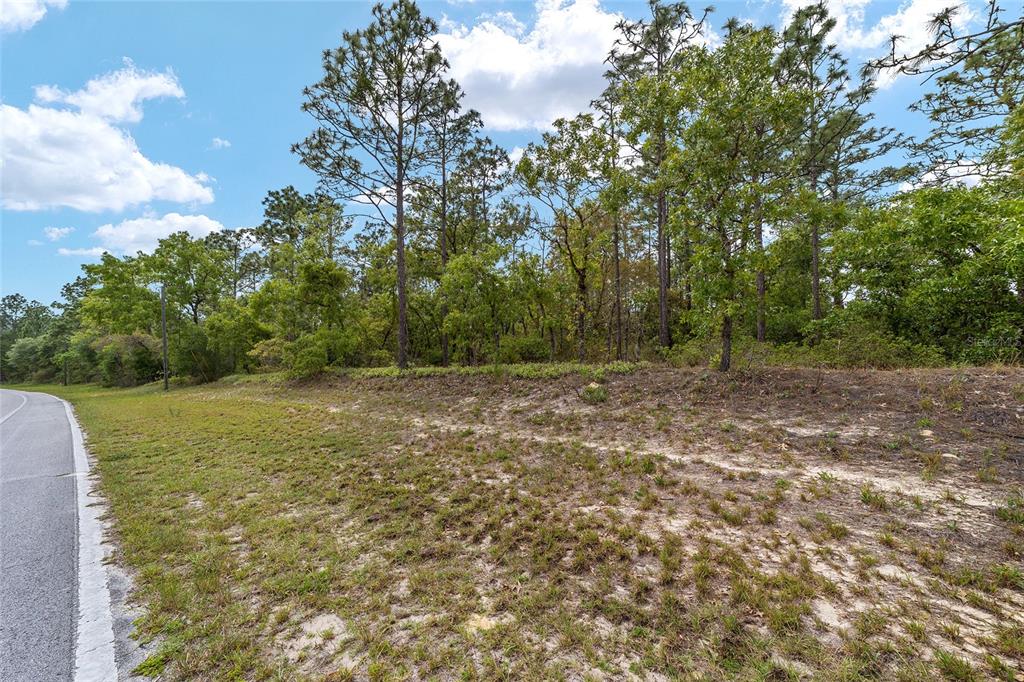 A paved road runs alongside a grassy, sandy lot bordered by a dense line of trees — 9200 N CITRUS SPRINGS BOULEVARD, CITRUS SPRINGS, FL
