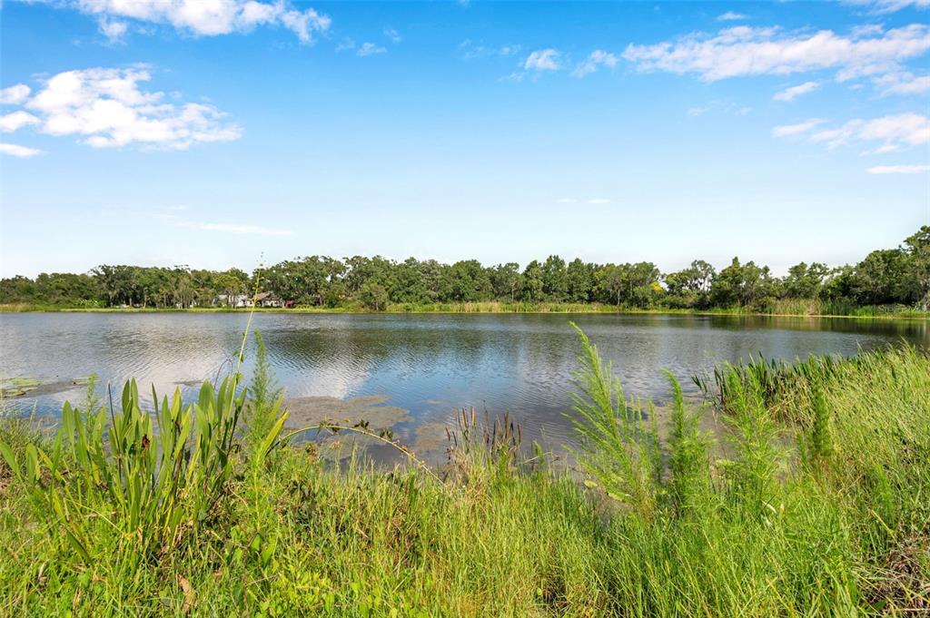 A view of a lake bordered by tall grasses and a line of trees — 4812 WALNUT RIDGE ROAD, LAND O LAKES, FL