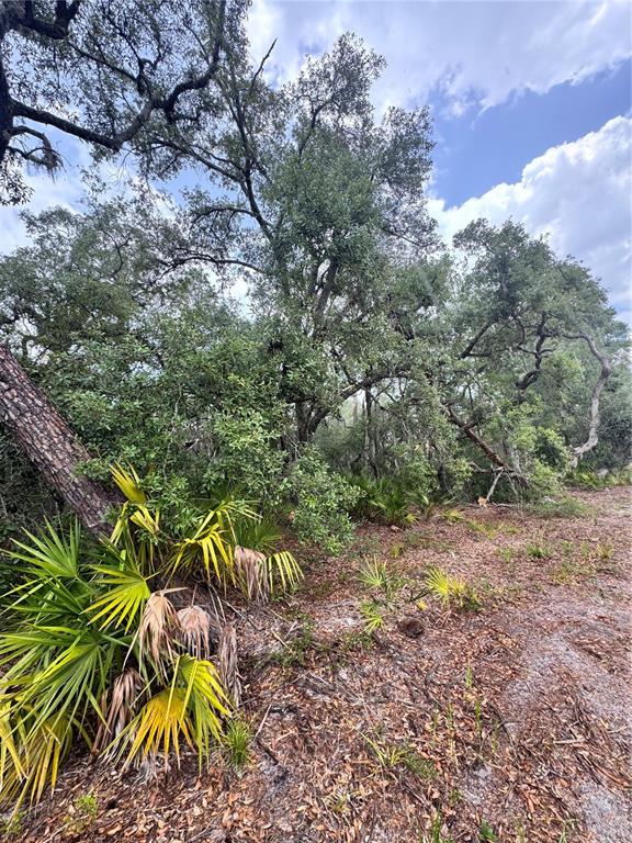 A wooded lot features mature oak trees and saw palmetto plants under a cloudy sky — TBD SW 71ST ROAD, OCALA, FL