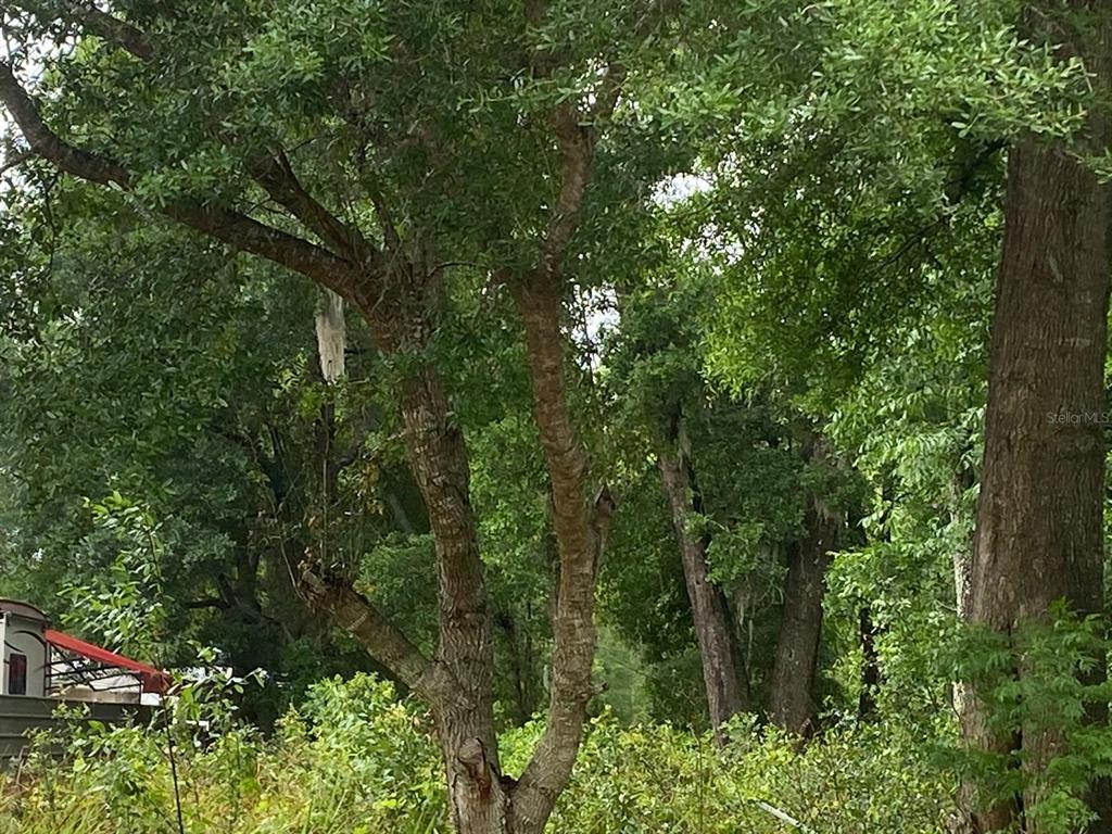 A view of a wooded area with mature trees and a glimpse of a structure — TBD DOGWOOD DRIVE PASS DRIVE, OCALA, FL