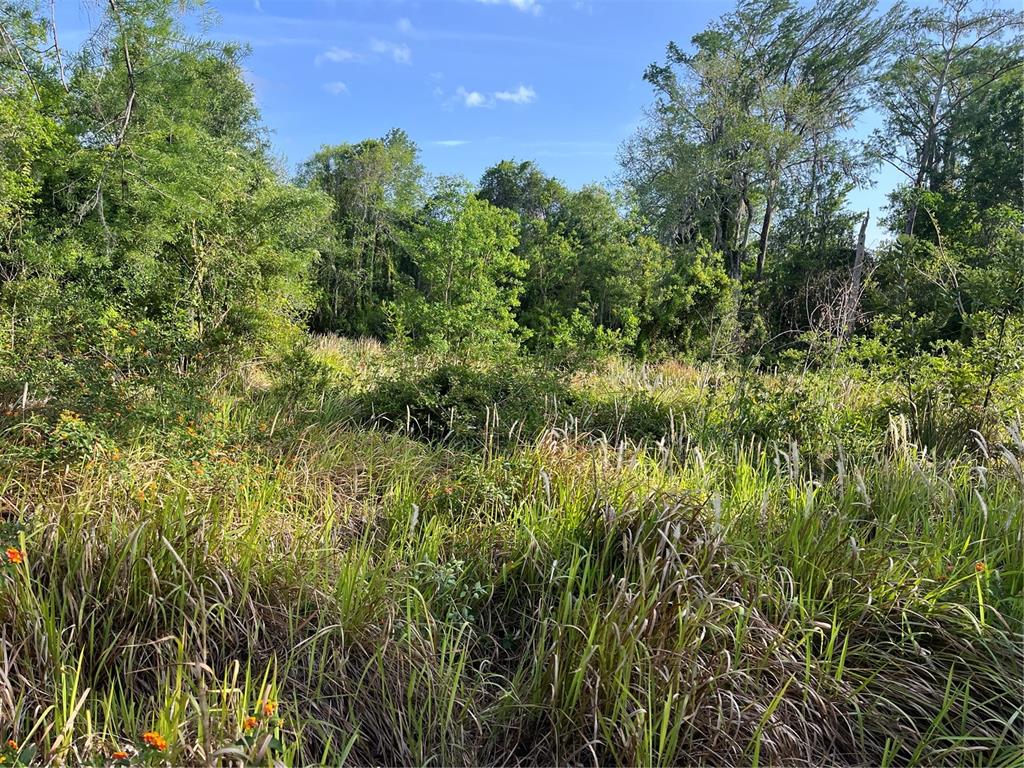 A view of a grassy, overgrown lot bordered by dense trees under a blue sky — HARVEST LANE, KISSIMMEE, FL