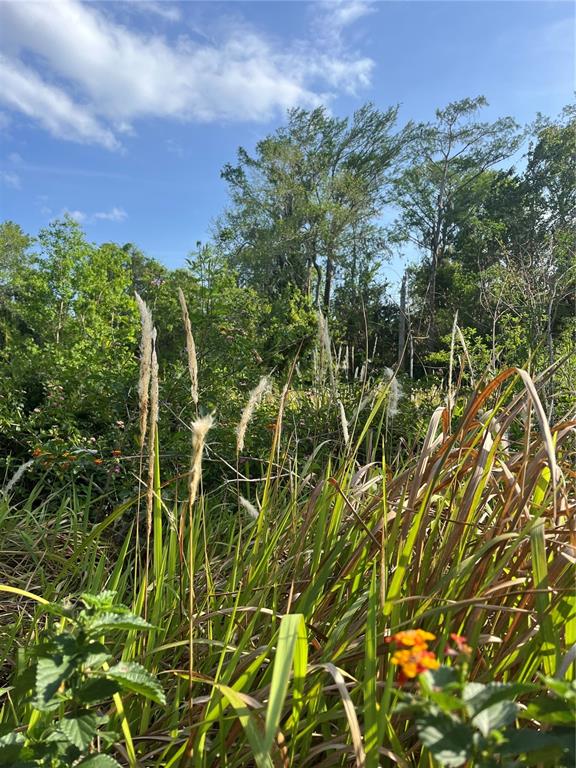 A view of a grassy, overgrown field with tall stalks and trees under a blue sky — HARVEST LANE, KISSIMMEE, FL