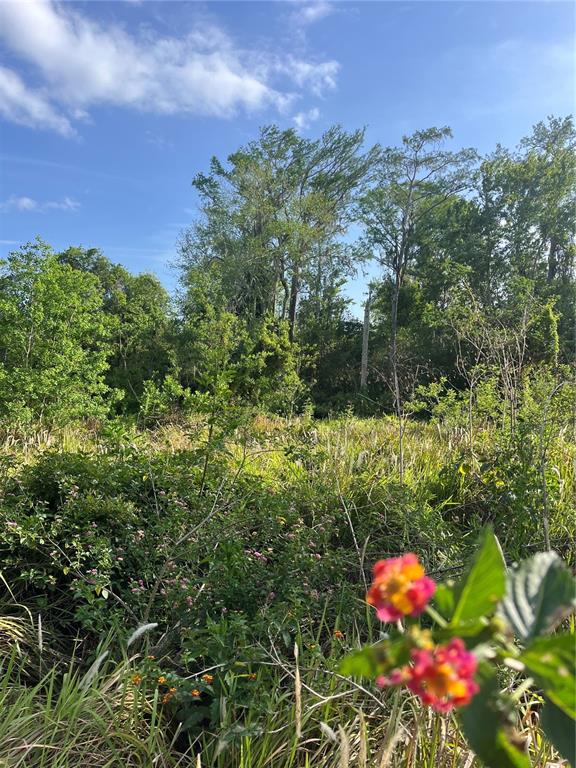 A view of a grassy, overgrown lot with trees and a small cluster of flowers — HARVEST LANE, KISSIMMEE, FL
