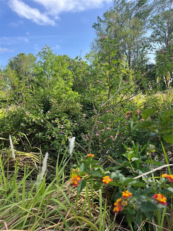 A view of a dense, overgrown field with wild lantana flowers and tall grasses — HARVEST LANE, KISSIMMEE, FL