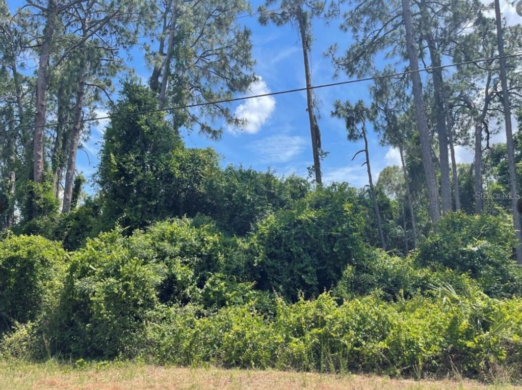 A dense, wooded lot with tall pine trees and thick undergrowth under a blue sky — SENATE AVENUE, NORTH PORT, FL