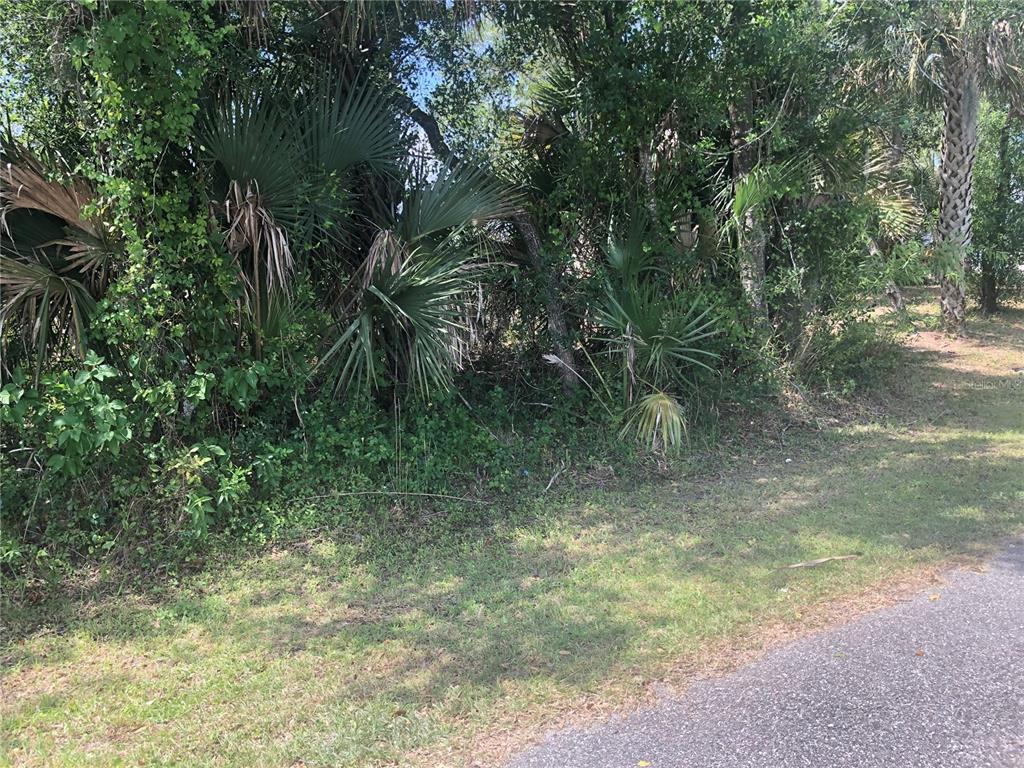 A grassy roadside area borders a dense thicket of palm trees and overgrown vegetation — CHARLAND AVENUE, NORTH PORT, FL