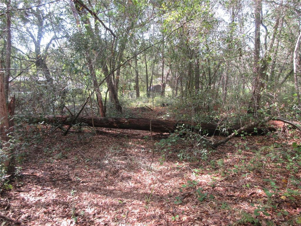 A large fallen tree trunk lies across a wooded area covered in brown leaves — NE 171ST COURT, SILVER SPRINGS, FL