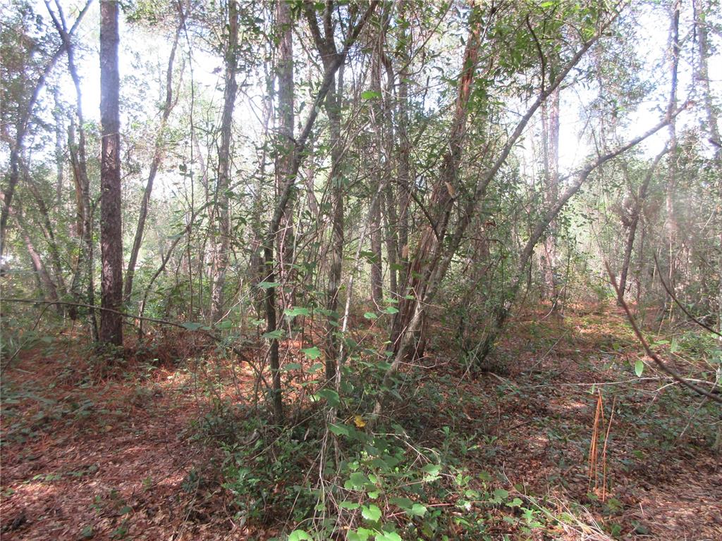 A wooded area with various trees and ground cover on a residential lot — NE 171ST COURT, SILVER SPRINGS, FL
