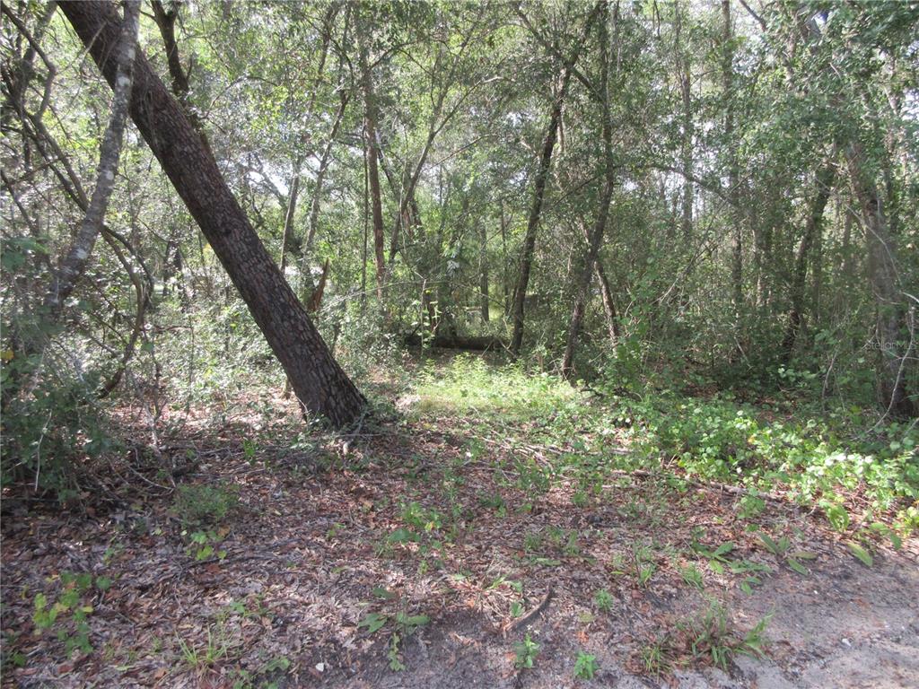 A wooded lot with a large leaning tree and dense undergrowth — NE 171ST COURT, SILVER SPRINGS, FL
