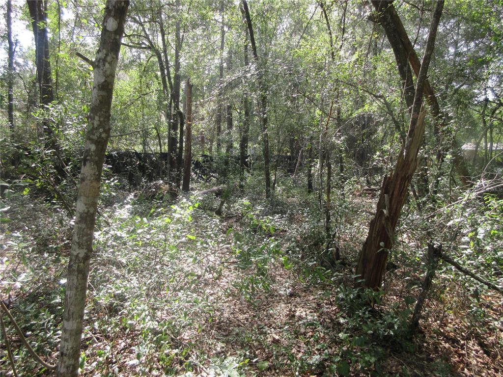 A wooded lot with dense trees, underbrush, and dappled sunlight filtering through the canopy — NE 171ST COURT, SILVER SPRINGS, FL