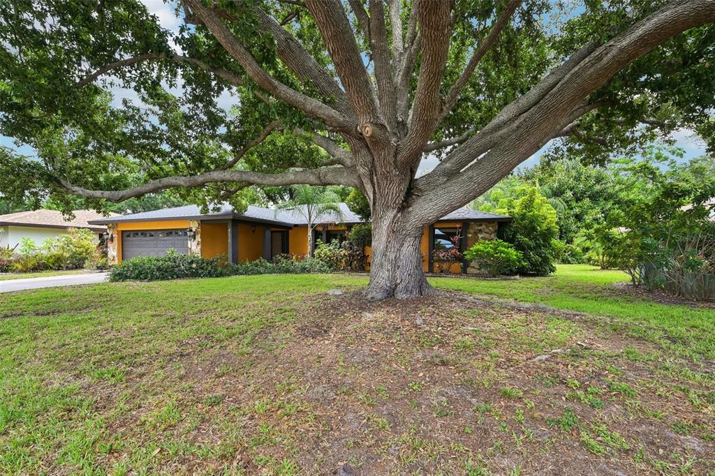 A large oak tree stands in the front yard of a single-story yellow house — 4873 HUNTLEIGH DRIVE, SARASOTA, FL