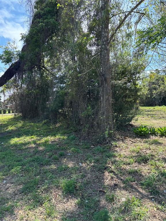 A grassy, partially shaded lot features several mature trees covered in vines and dense foliage — 0000 STATE ROAD 19, GROVELAND, FL