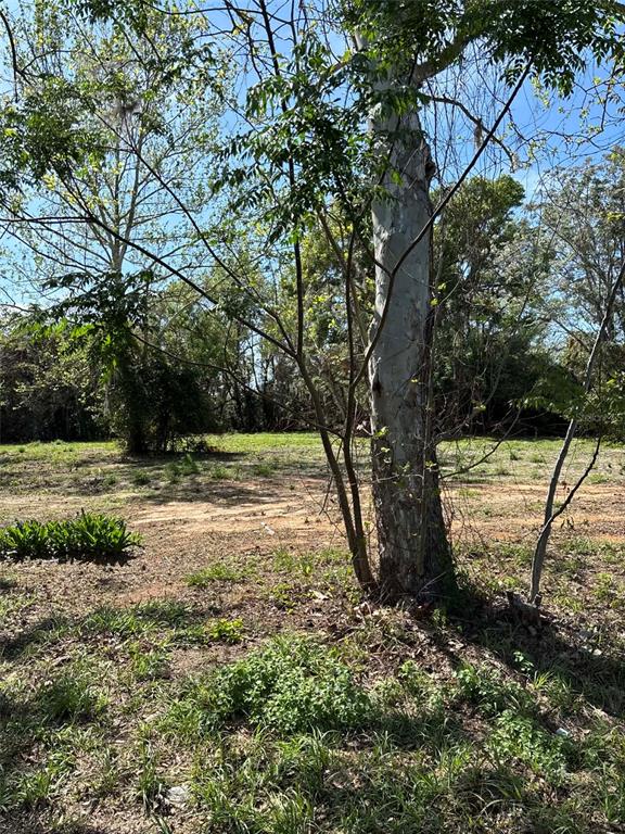 A large tree stands in the foreground of a grassy, partially cleared vacant lot — 0000 STATE ROAD 19, GROVELAND, FL