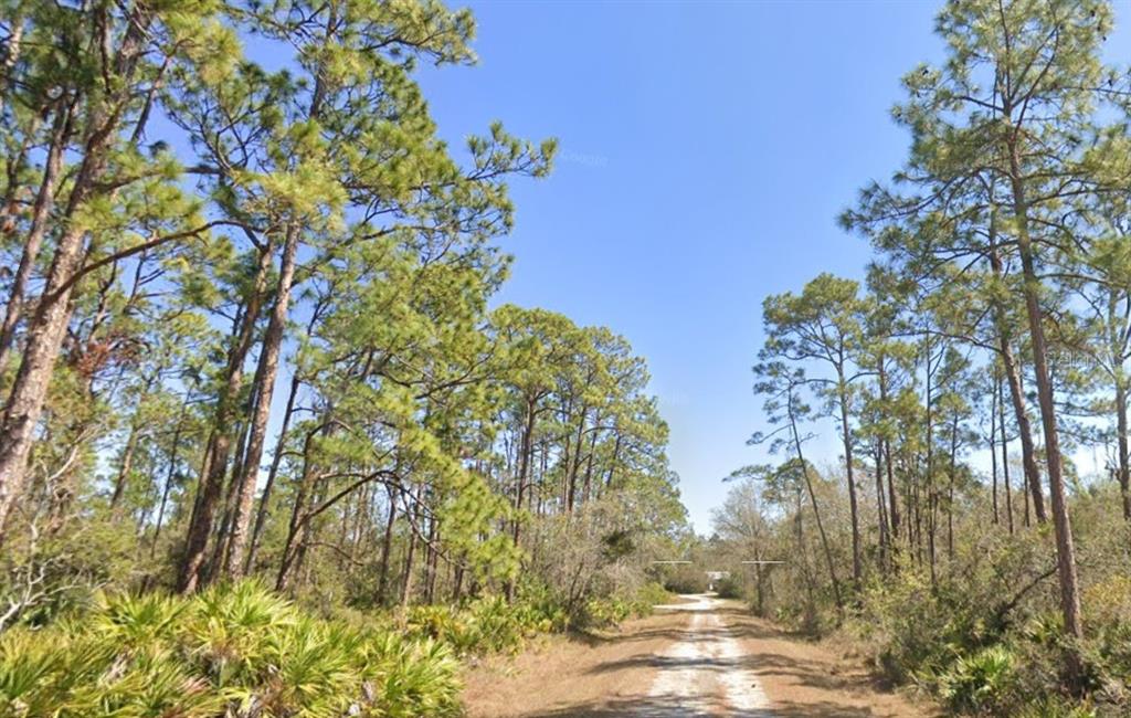 A dirt path leads through a wooded area with tall pine trees and low palmetto bushes — 804 FORMOSA STREET, LAKE PLACID, FL