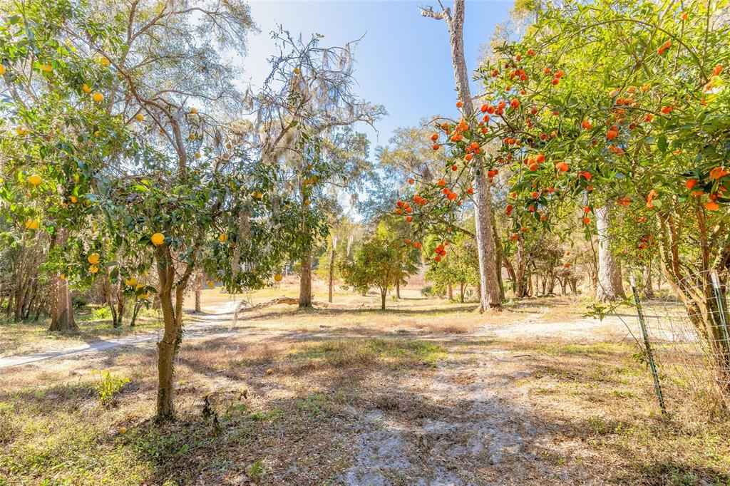 A dirt driveway leads through a metal gate into a wooded area with Spanish moss — 2095 STONE ROAD, DELAND, FL