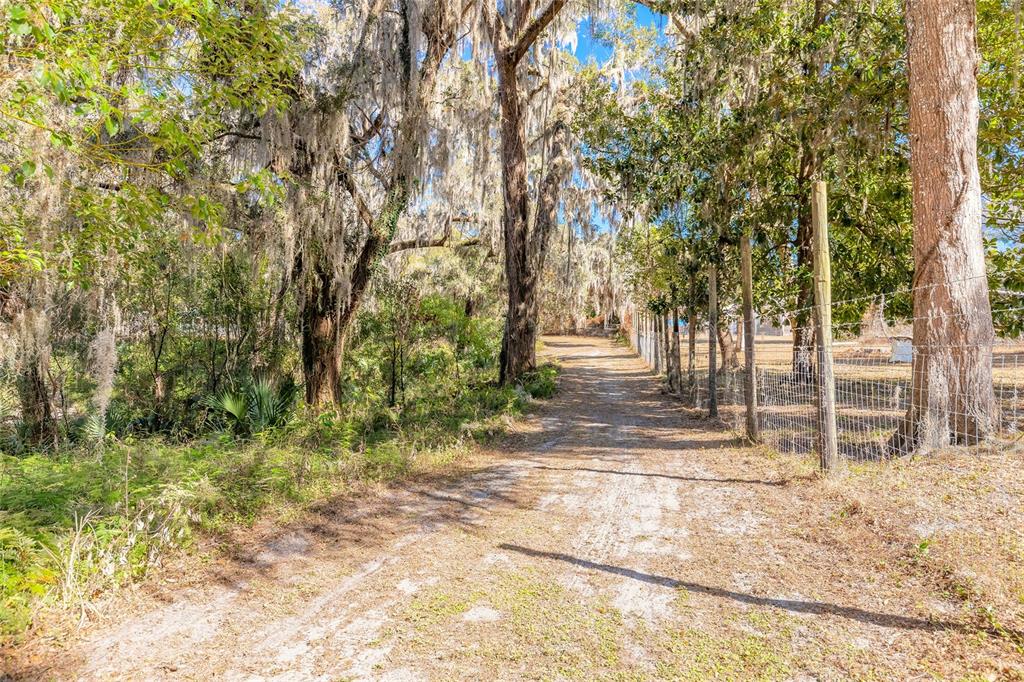 A grove of citrus trees with ripe fruit stands in a sunny, sandy outdoor area — 2095 STONE ROAD, DELAND, FL