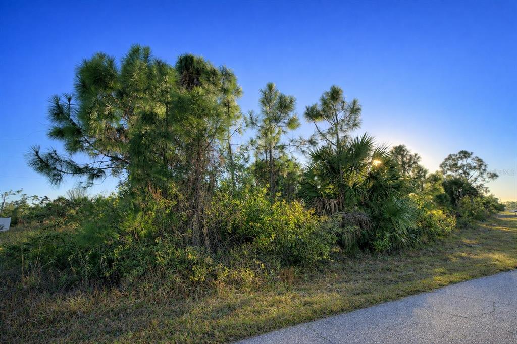 A paved road runs alongside a vacant lot filled with pine trees and native vegetation — 12121 SNOW BIRD AVENUE, PORT CHARLOTTE, FL