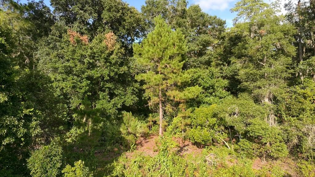 A tall pine tree stands in the center of a dense, wooded forest area — 2057 8TH AVENUE, DELAND, FL