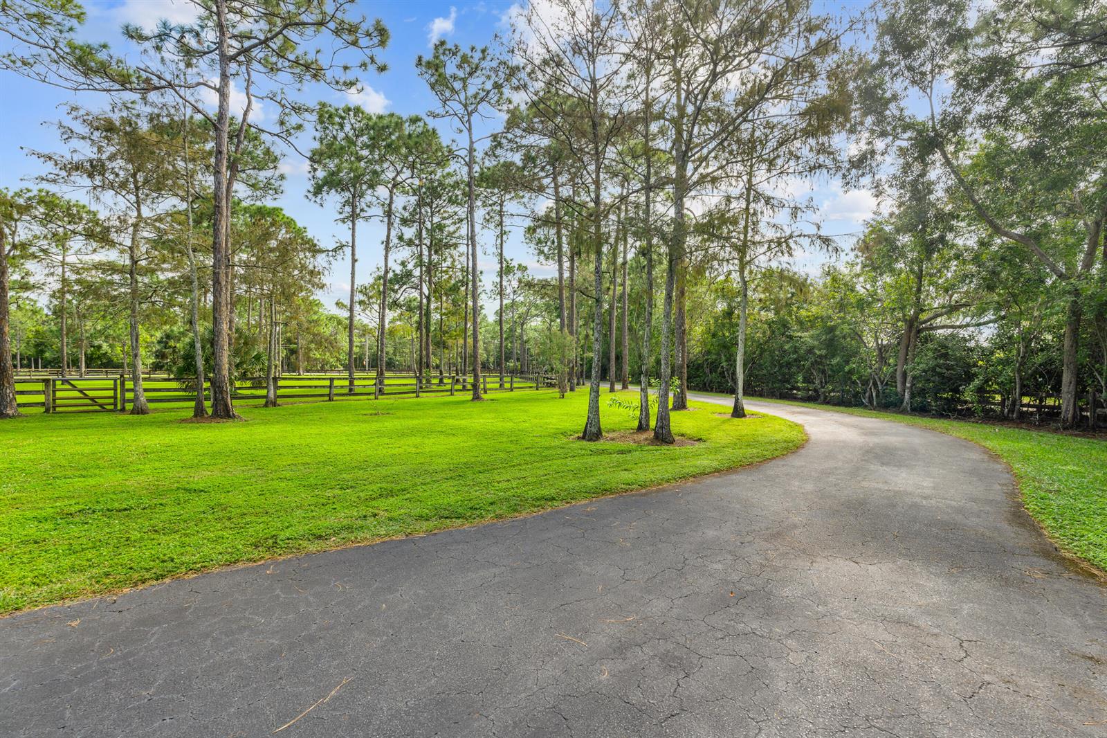 A paved driveway curves through a grassy yard lined with tall pine trees and fencing — 5371 Cougars Prowl, Lake Worth FL 33449, LAKE WORTH, FL