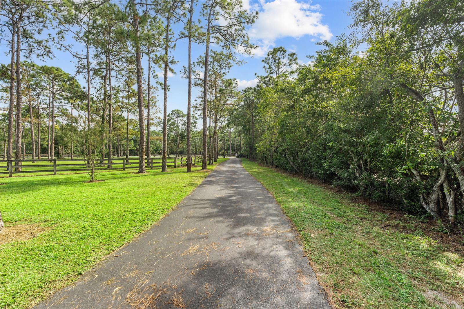 A paved driveway leads through a grassy yard lined with tall pine trees and fencing — 5371 Cougars Prowl, Lake Worth FL 33449, LAKE WORTH, FL