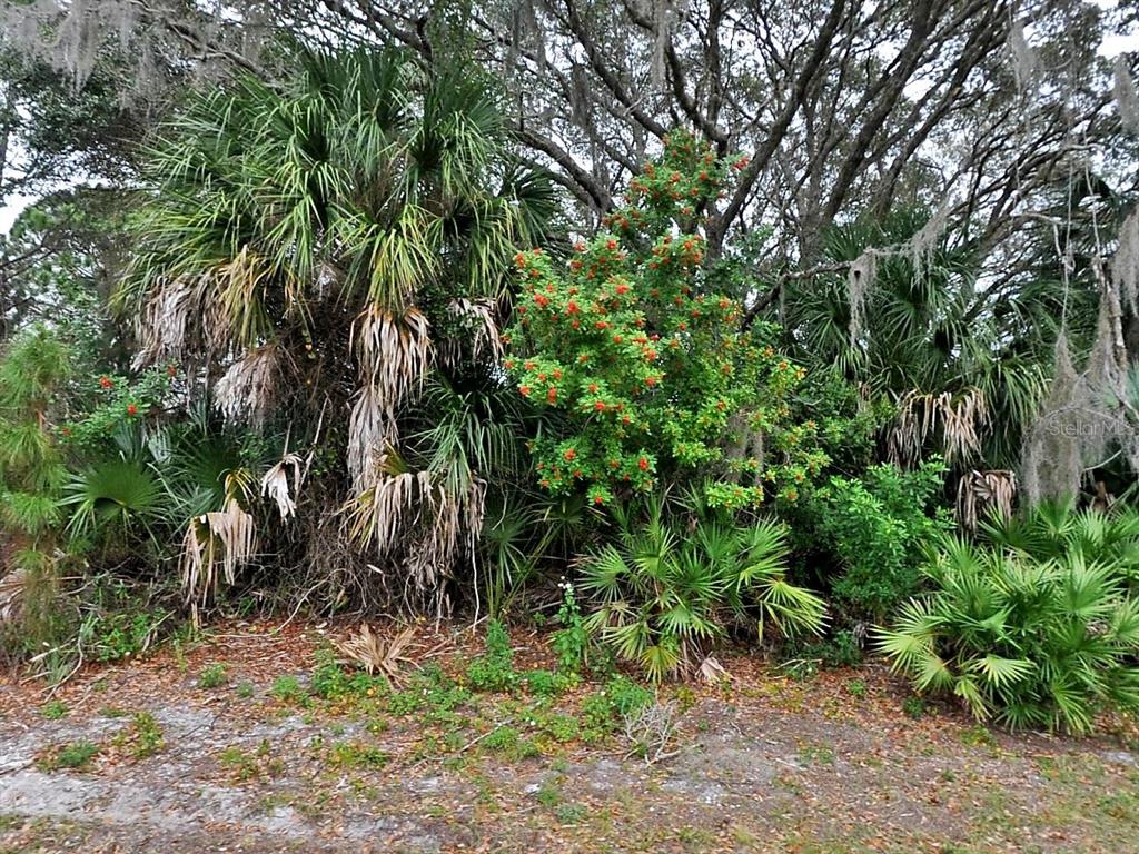 A dense cluster of palm trees and a shrub with red berries grow outdoors — FLORALA STREET, NORTH PORT, FL