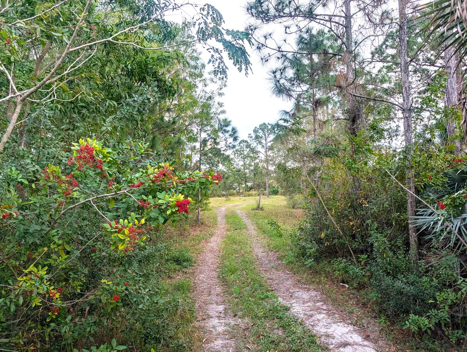 8590 130th Avenue, Fellsmere FL 32948