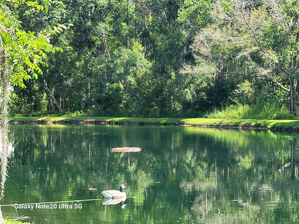 A pond with a floating decoy and a tire surrounded by lush green trees — 12742 WOOD TRAIL BLVD BOULEVARD, TAMPA, FL