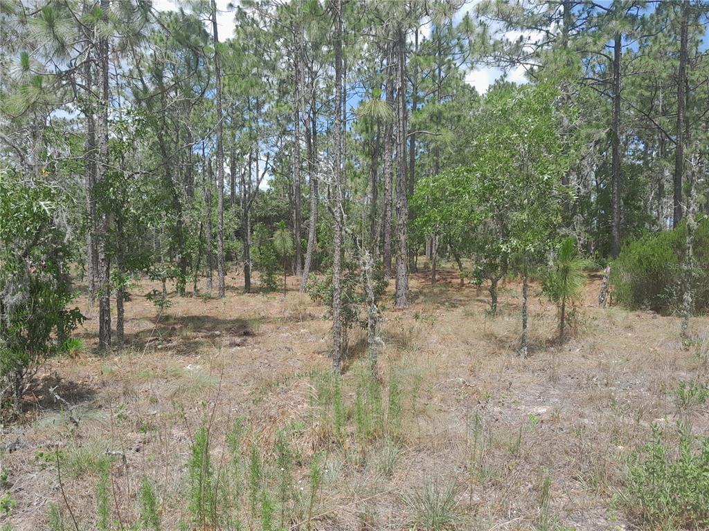 TBD NE 149TH COURT, WILLISTON, FL — photo 2 of 4