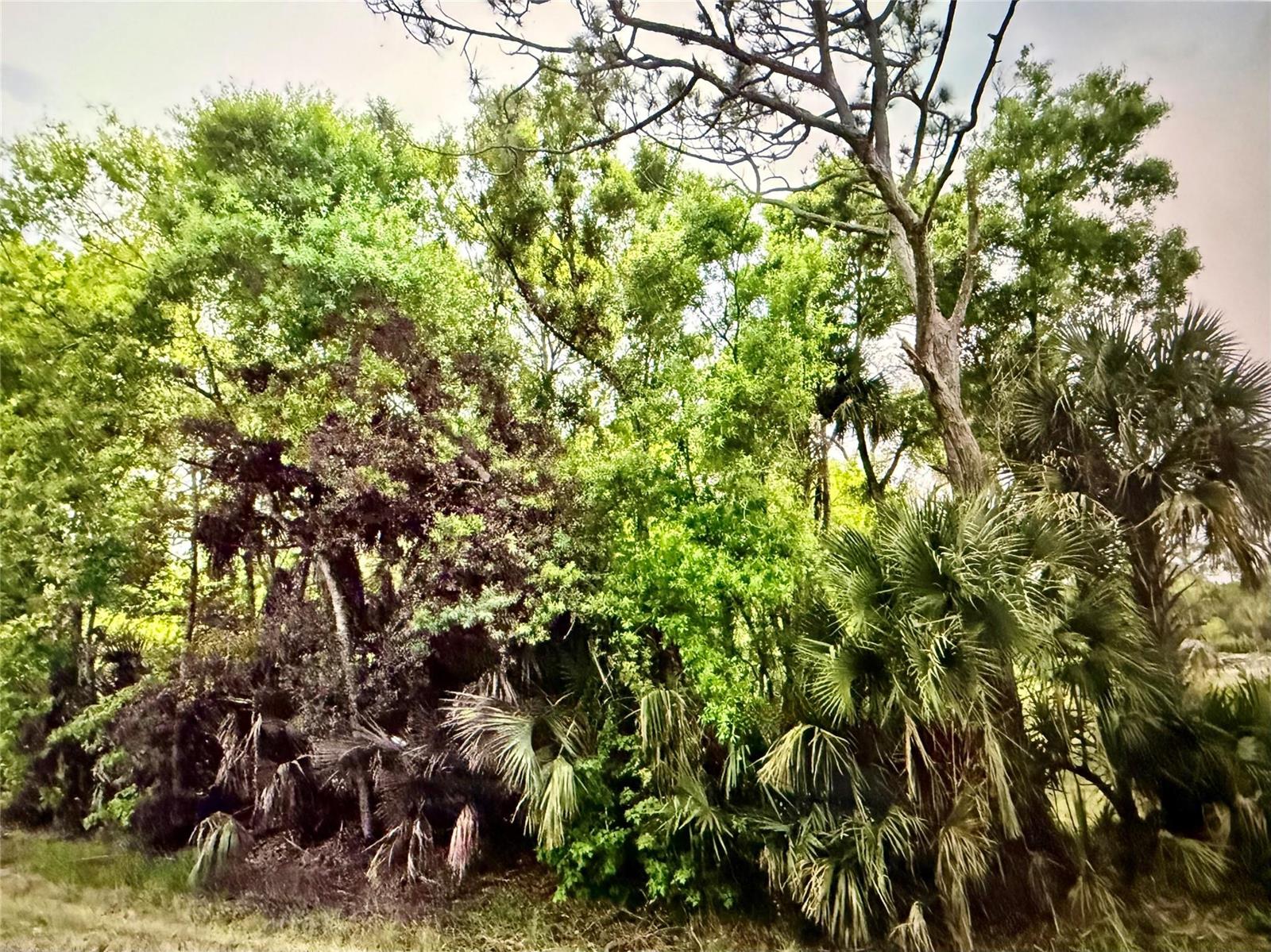 A dense cluster of green trees and palm trees stands against a bright sky — 2551 NW 35th Drive, Okeechobee FL 34972, OKEECHOBEE, FL