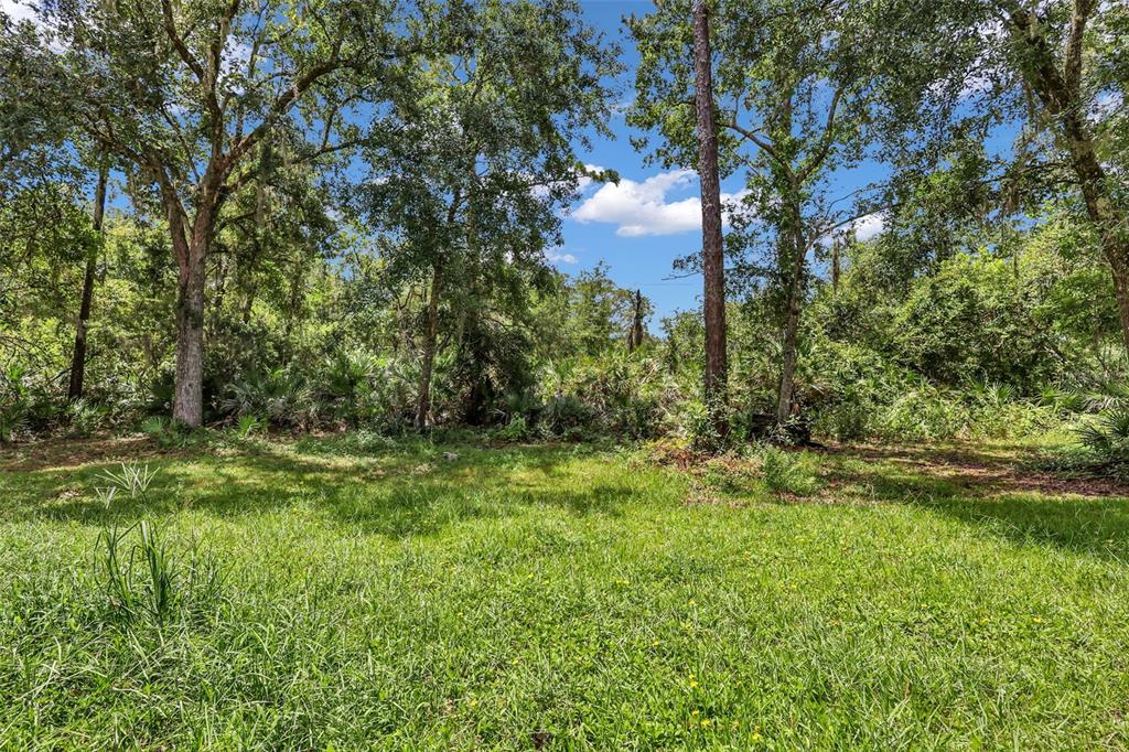 A grassy yard leads to a dense line of mature trees and thick vegetation — 24003 SISLER AVENUE, CHRISTMAS, FL