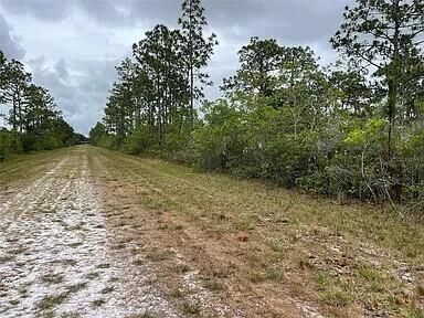 A dirt path runs alongside a line of pine trees and dense green vegetation — 0 Bougainvillea Drive, FL 33855, FL