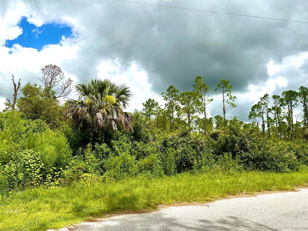 A grassy roadside leads to a dense thicket of trees and a large palm tree — RAVEN STREET, NORTH PORT, FL
