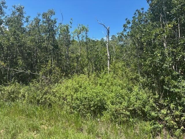 A view of a dense, wooded lot with green shrubs and trees under a blue sky — 0 Sweet Hill Road, FL 33868, FL