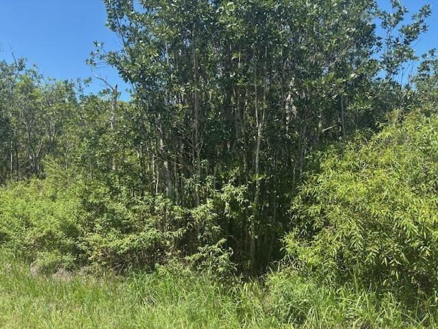 A dense cluster of trees and shrubs grows in a grassy field under a clear sky — 0 Sweet Hill Road, FL 33868, FL