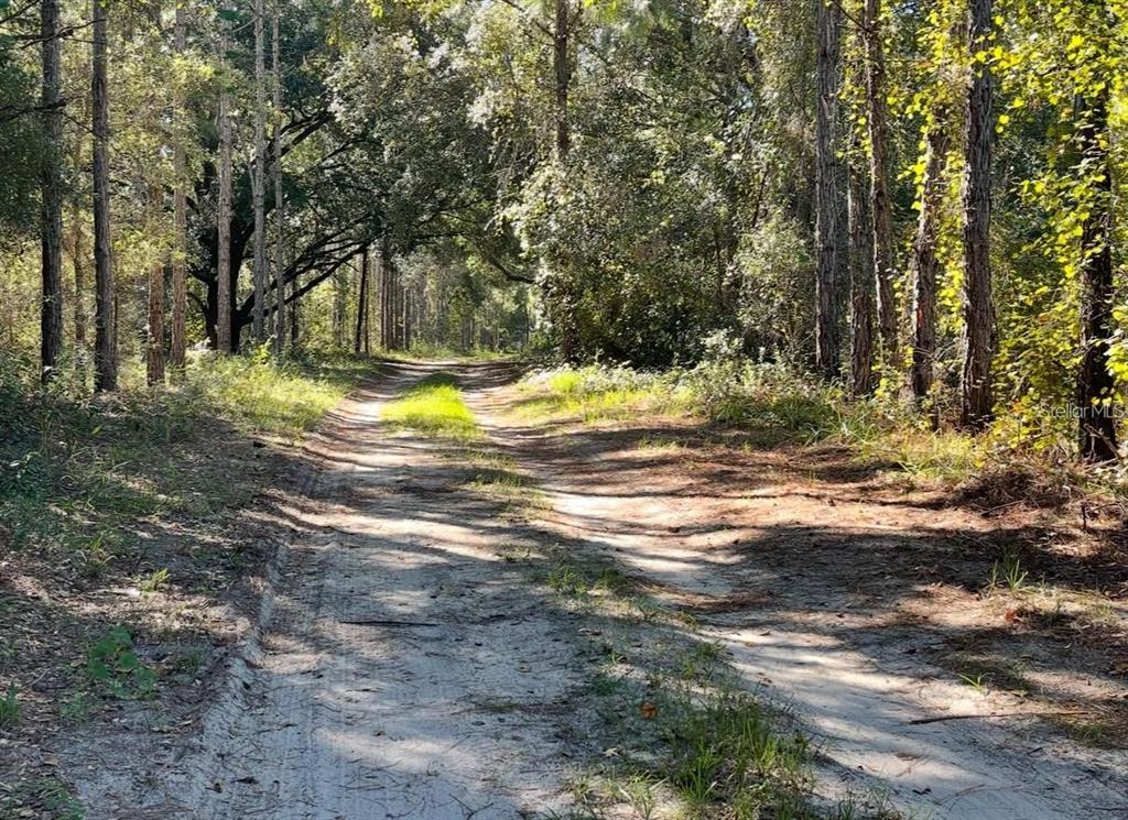 A dirt path leads through a wooded area with tall pine trees and dappled sunlight — 19751 COUNTY ROAD 33, GROVELAND, FL