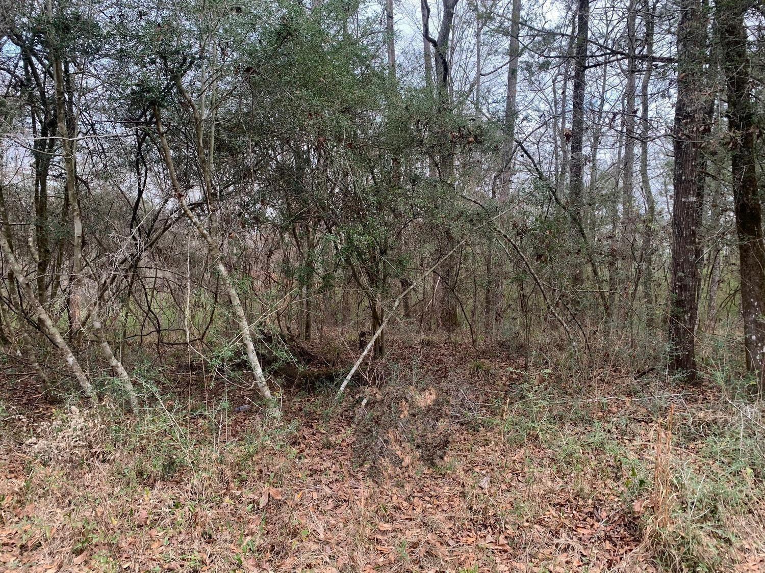 A view of a wooded area with dense trees and a ground covered in leaves — 0 Griffin Circle, FL 32464, FL