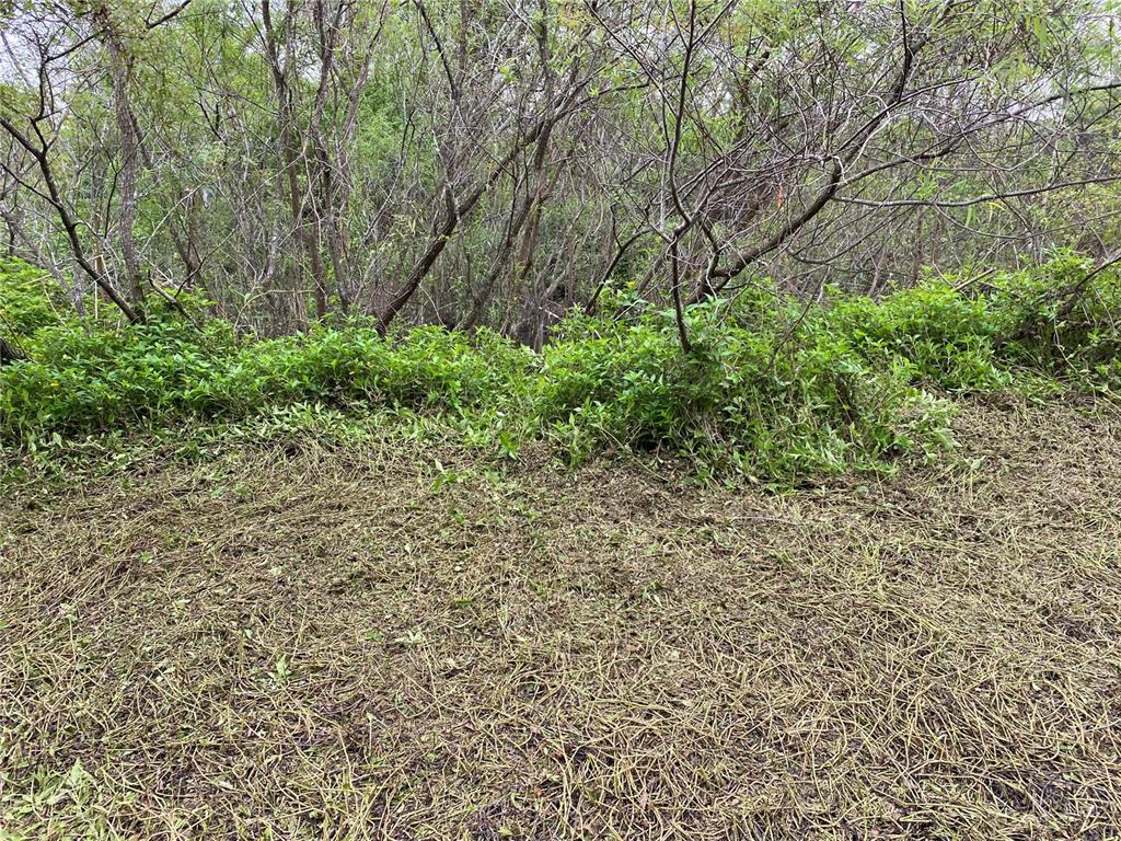 A patch of cleared ground sits in front of a dense thicket of trees and shrubs — 411 SOLONA STREET, PUNTA GORDA, FL