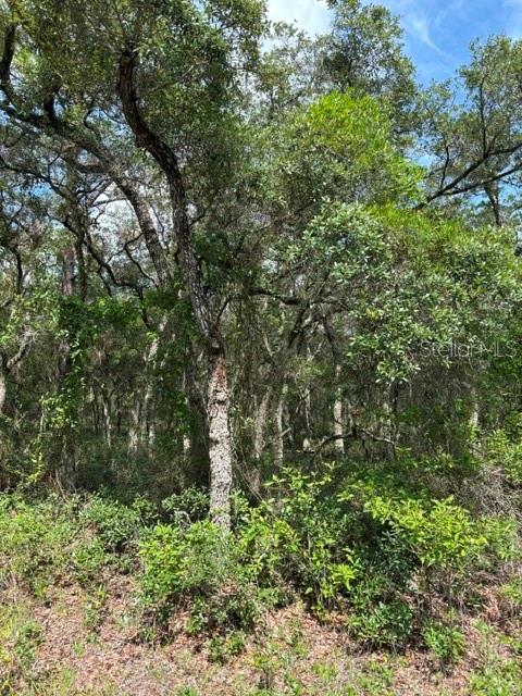 A dense wooded area with various trees and low-lying shrubs under a blue sky — TBA SW WINDING HILLS ROAD, DUNNELLON, FL