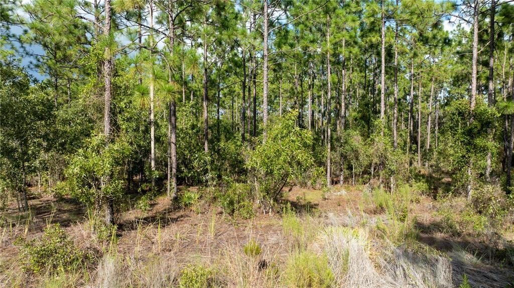 00 NE 49TH STREET, WILLISTON, FL — photo 2 of 22