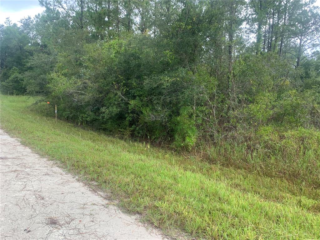 A dirt road runs alongside a dense, wooded lot with a survey marker visible — TBD OTTER DRIVE LOT 44, WEBSTER, FL