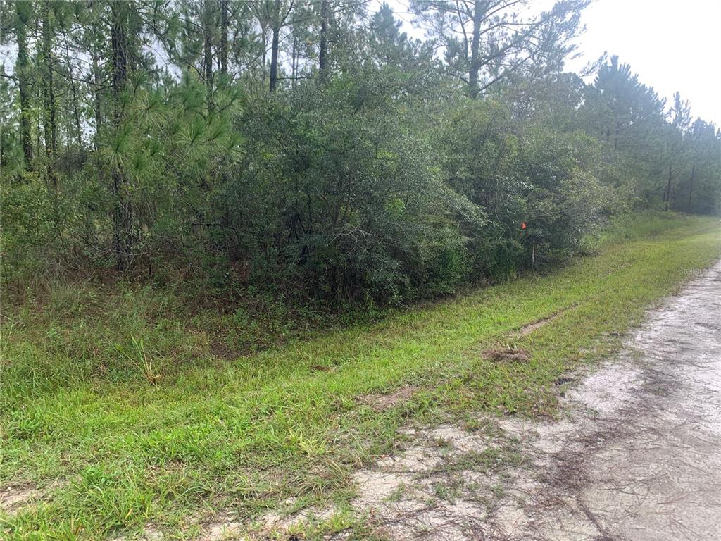 A dirt road runs alongside a dense, wooded lot with tall pine trees and thick brush — TBD OTTER DRIVE LOT 44, WEBSTER, FL