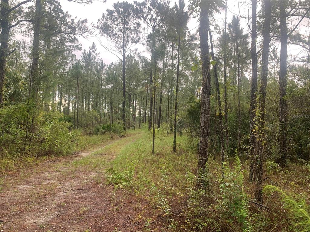A dirt path winds through a dense forest of tall pine trees and undergrowth — TBD OTTER DRIVE LOT 44, WEBSTER, FL